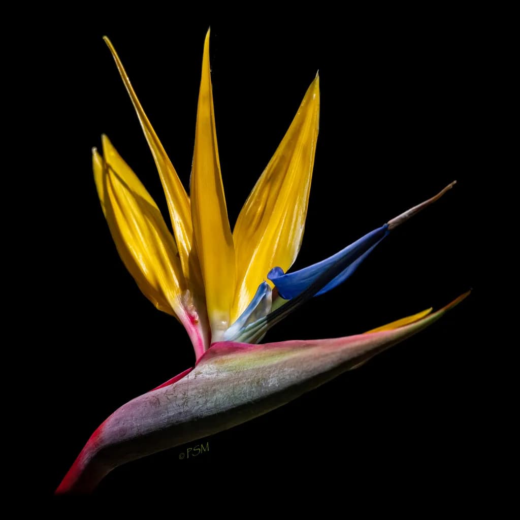 Tropical Bird of Paradise