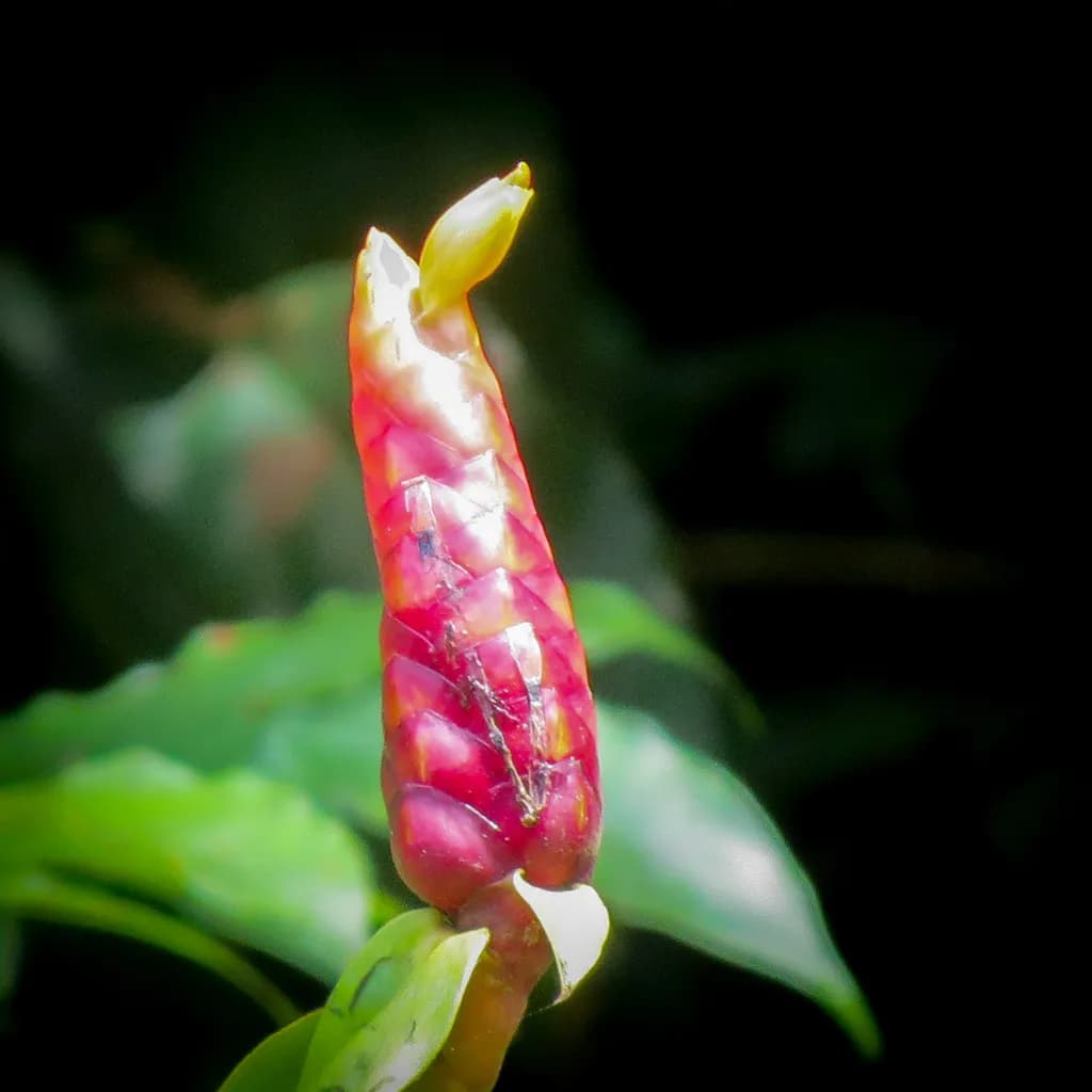 Tropical Flower Bud