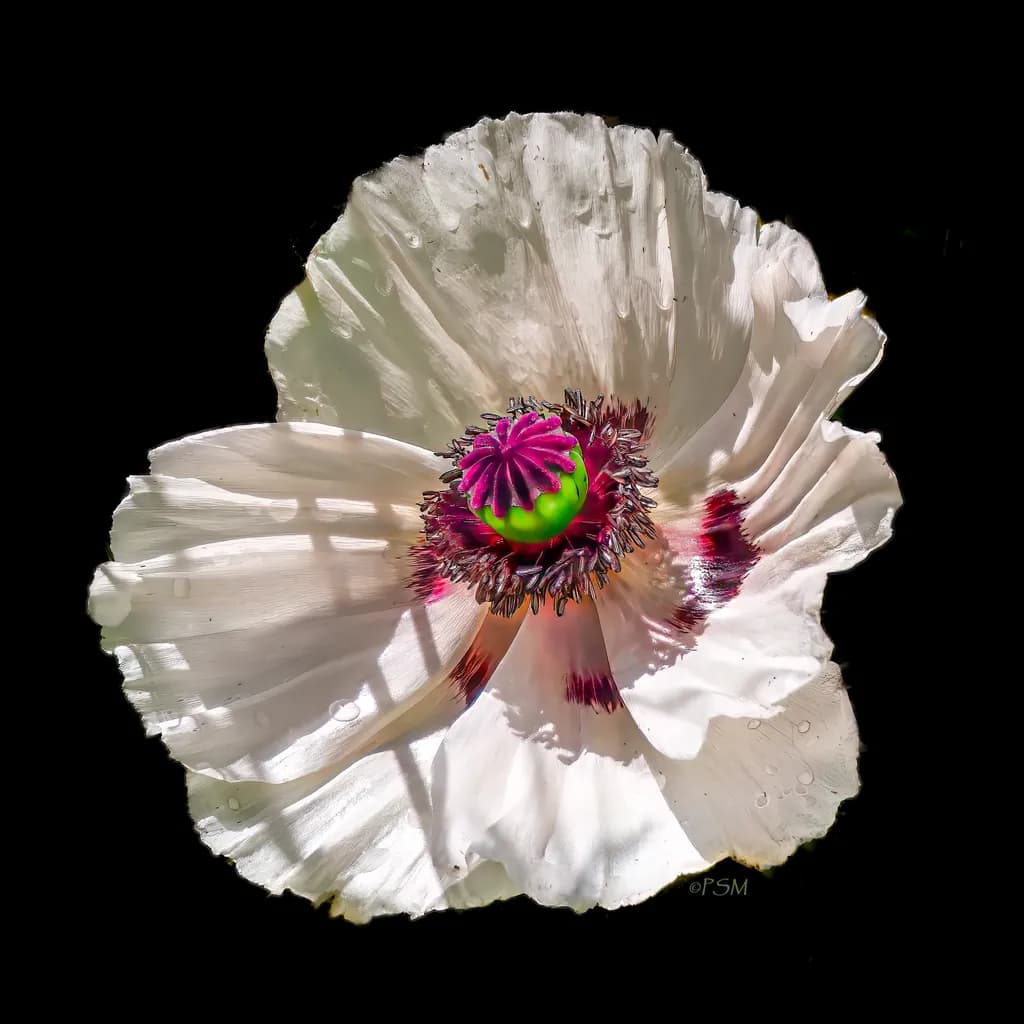 White Poppy Macro