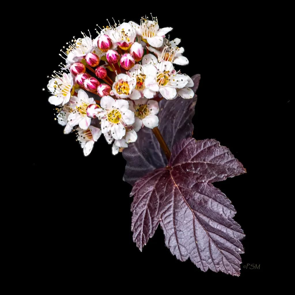 Crimson Cascade Blossom