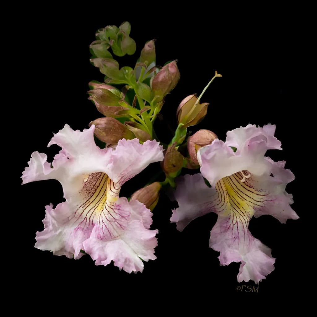 Pink Dawn Blossoms