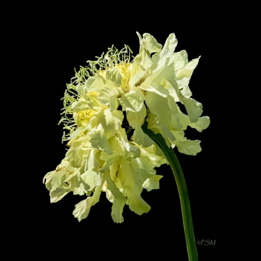 Giant Scabious Sideview
