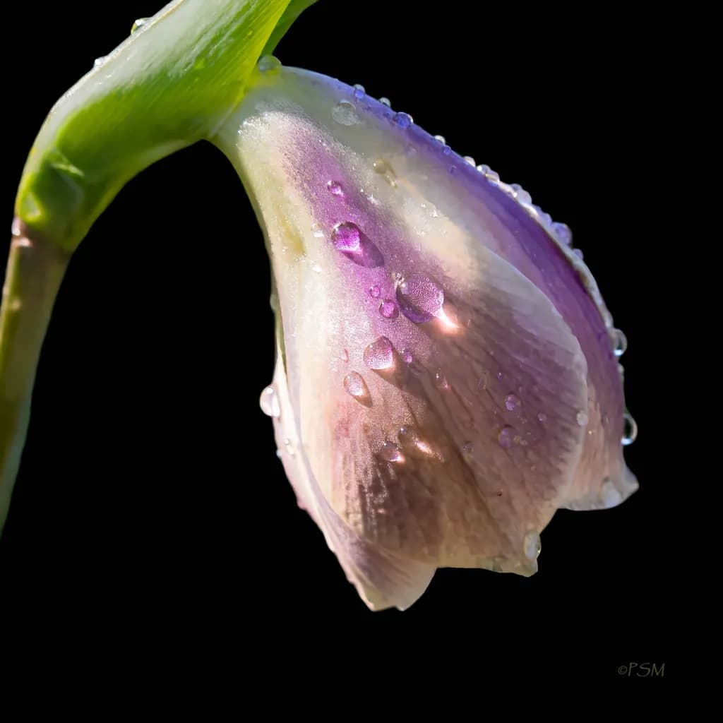 Dew-Kissed Bloom