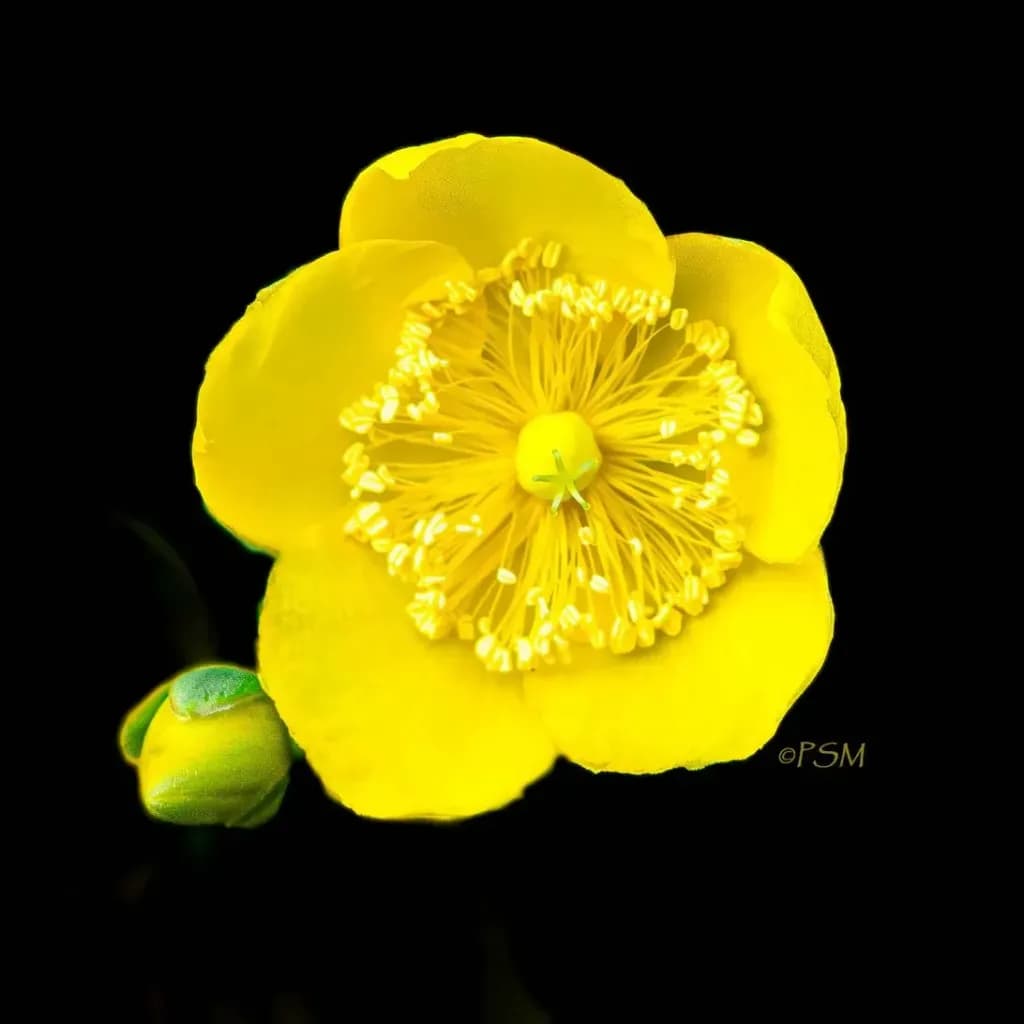 Yellow Hypericum Bloom
