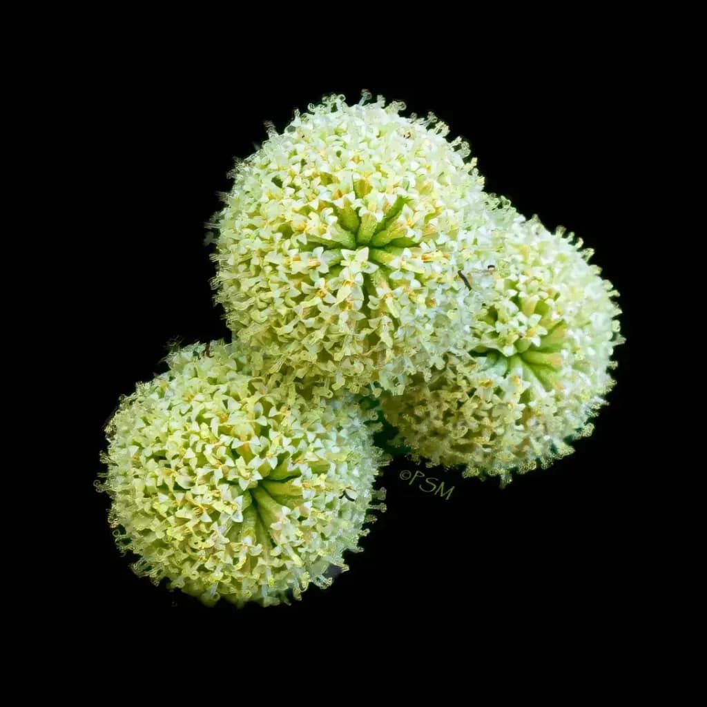 Three Alliums