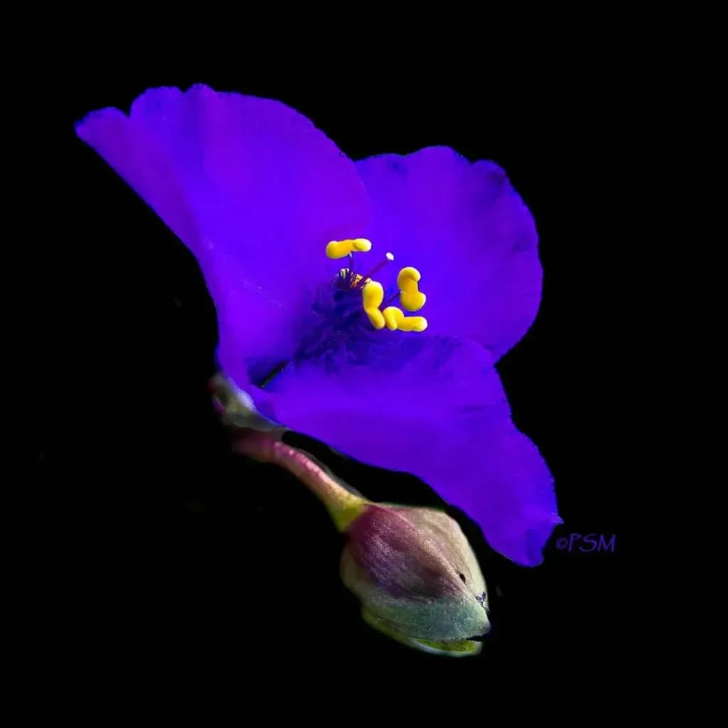Purple Spiderwort at Government House
