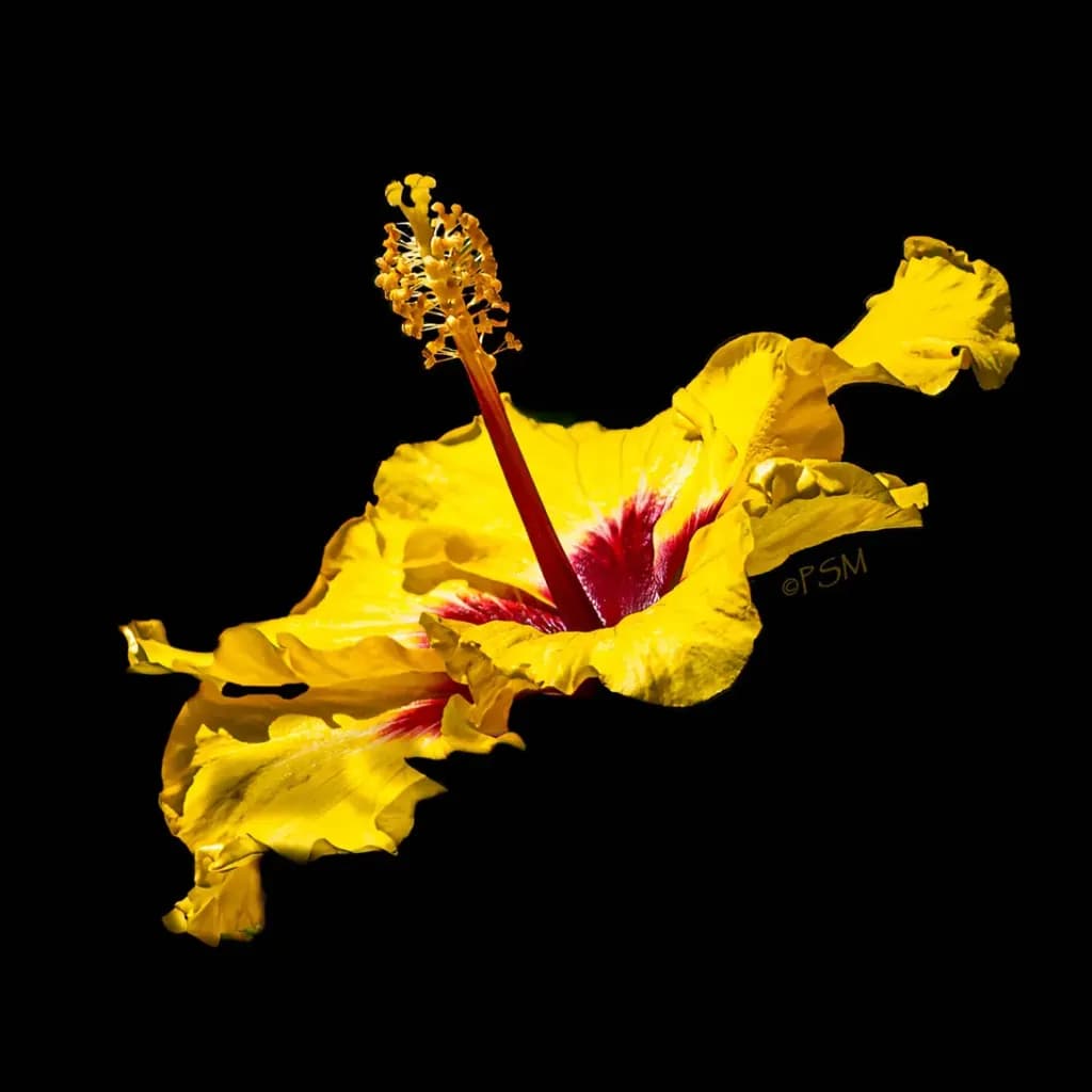Yellow Hibiscus Bloom