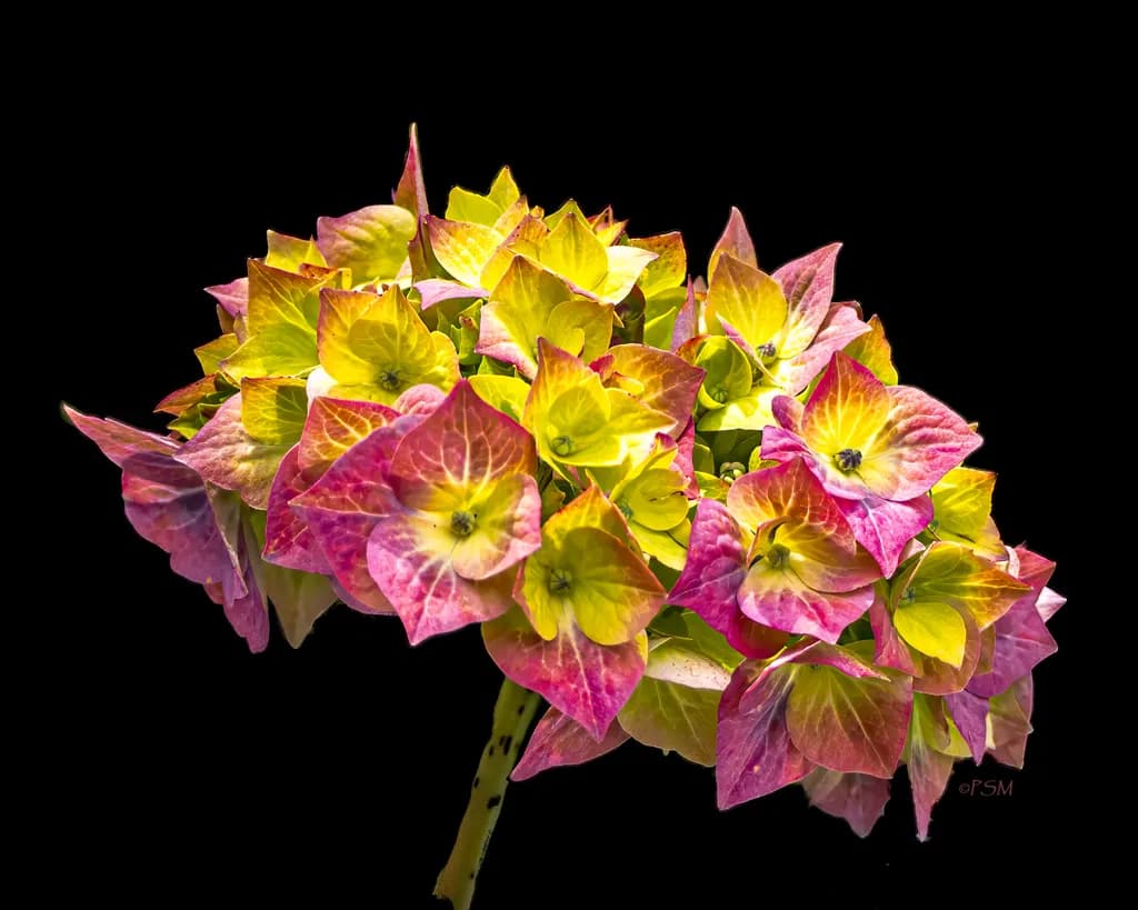 Hydrangea Mull Scotland