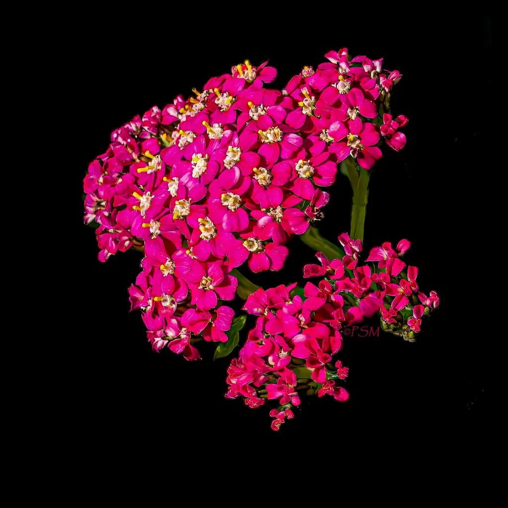 Magenta Cluster
