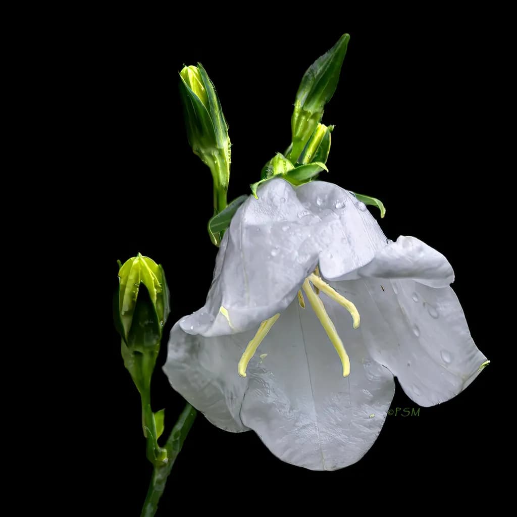 White Bellflower Bloom
