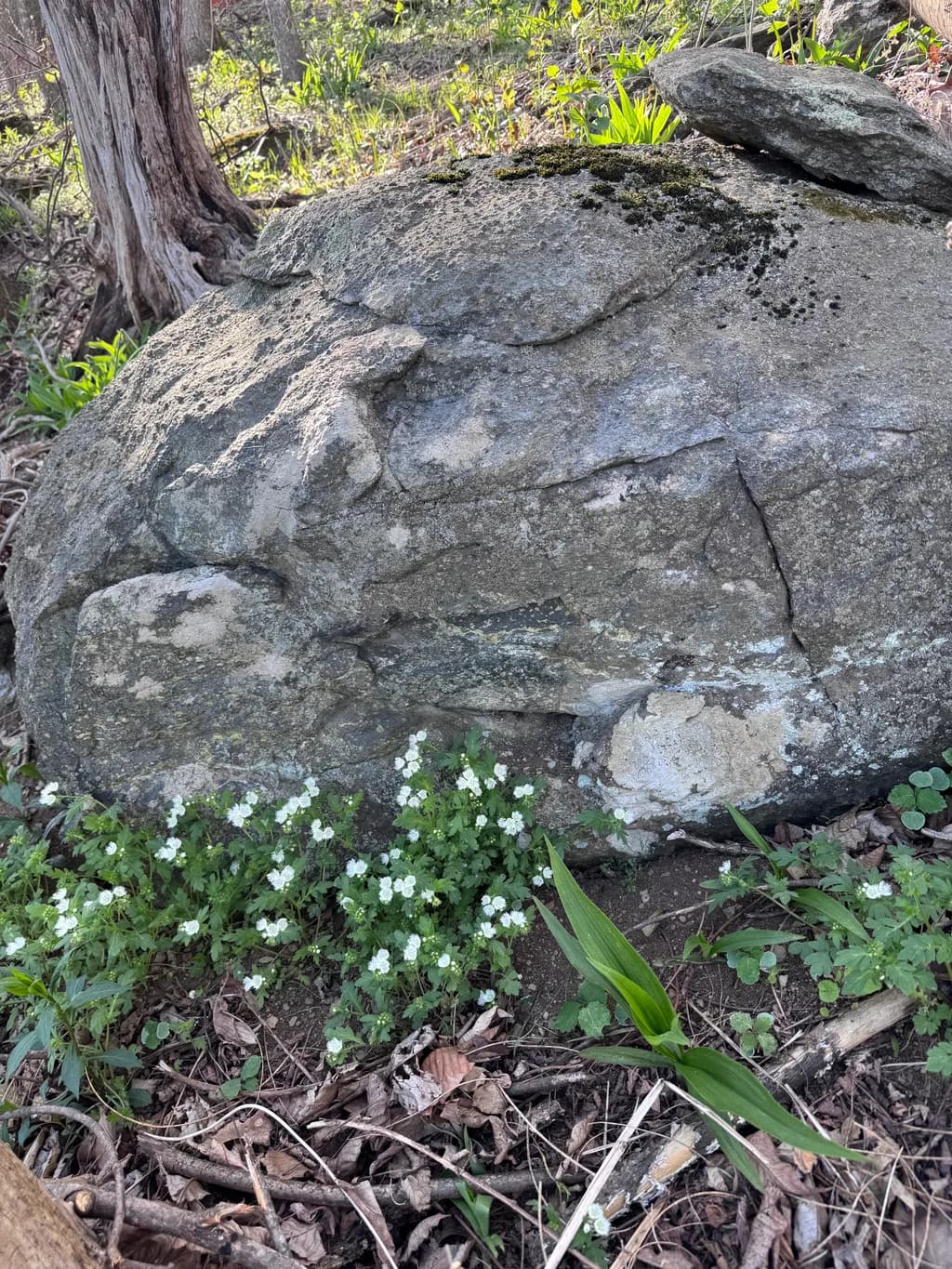 Mossy Boulder Haven