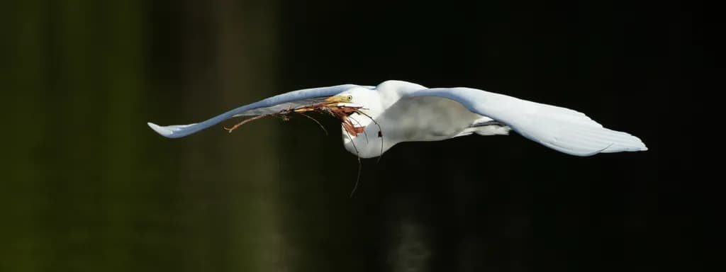Great Egret in Flight