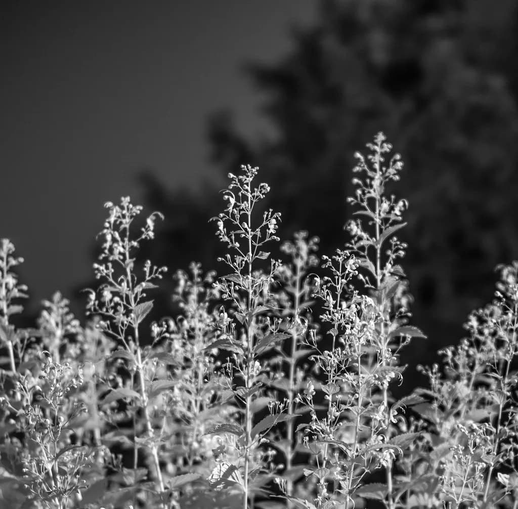 Wormwood, Elizabeth Park, Hartford