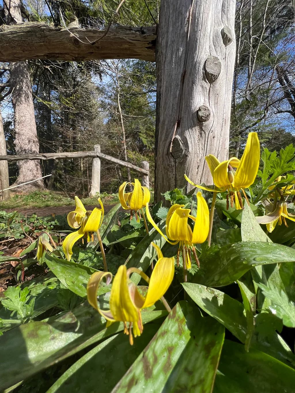 Fawn Lilies
