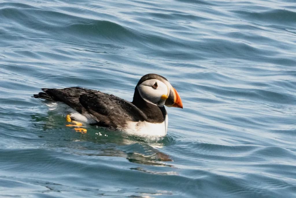 Atlantic Puffin - Petit Manan Island