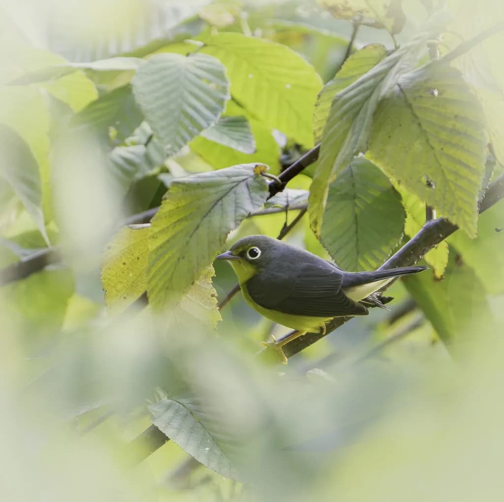 Canada Warbler: Hawk Mountain Pennsylvania