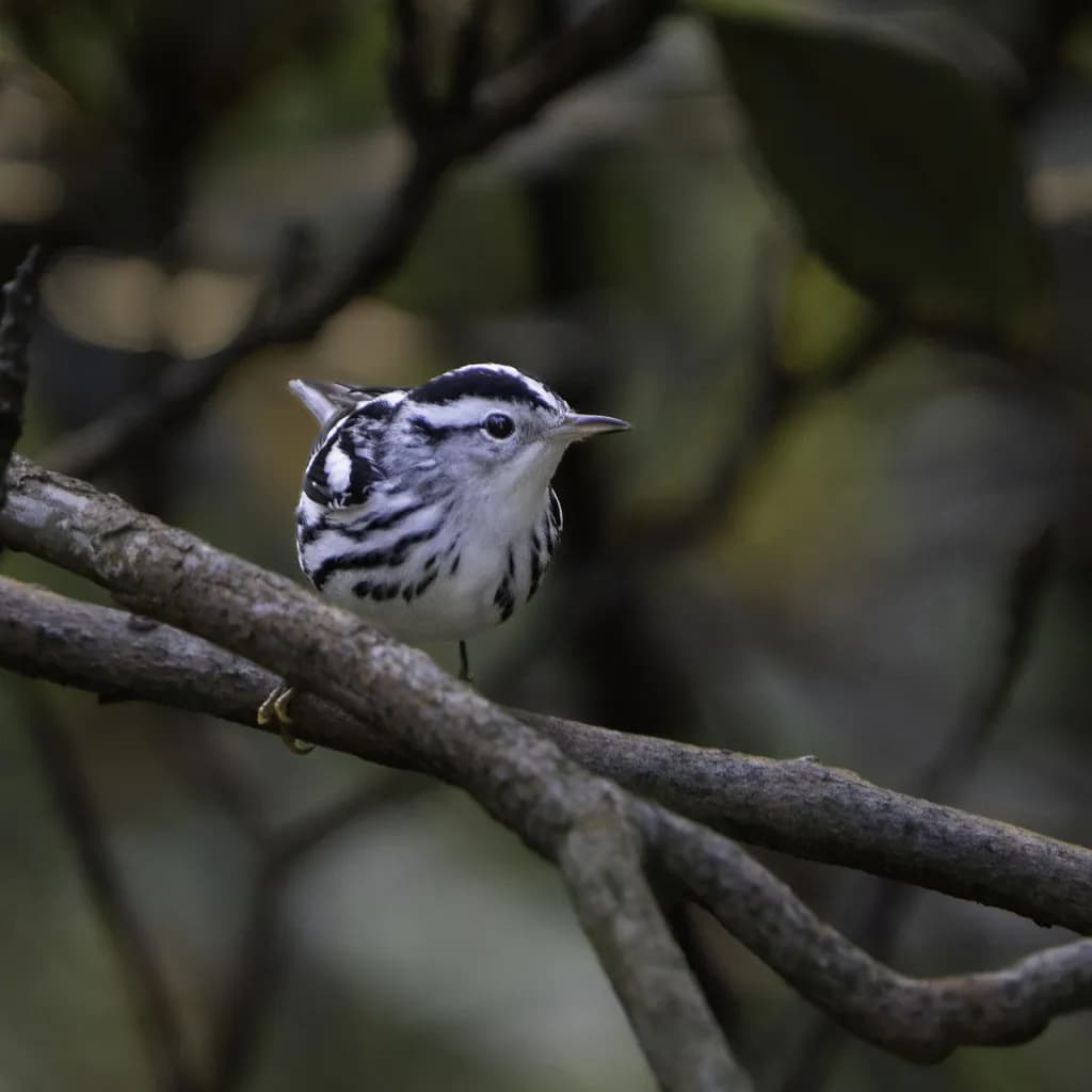 Black-and-White Warbler