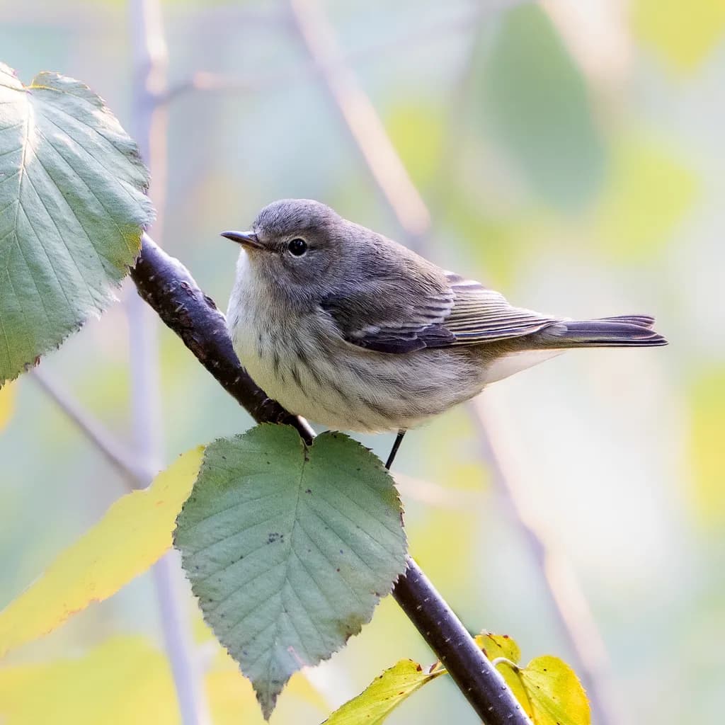 Cape May Warbler: Hawk Mountain