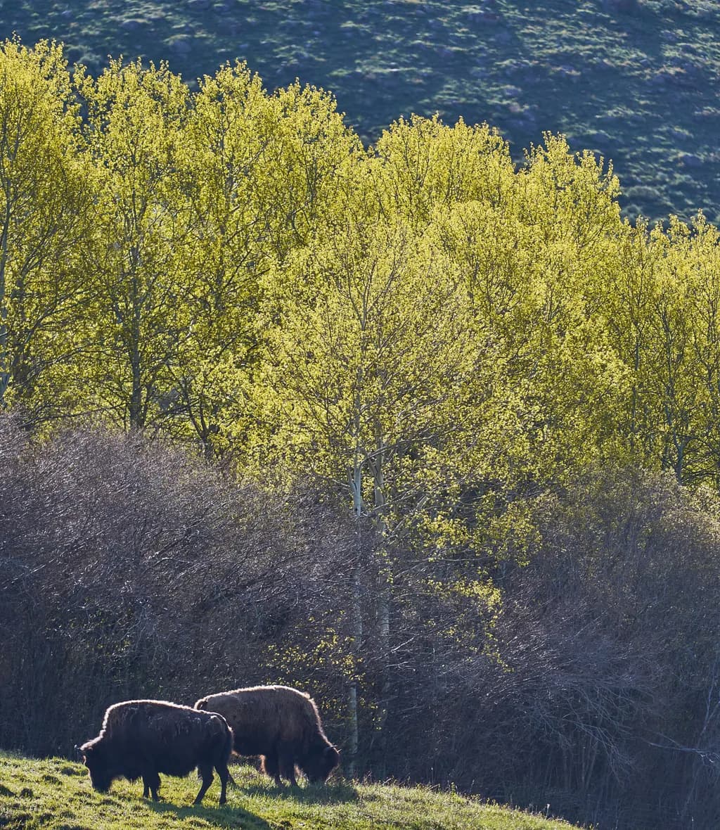 Bison: Catching the Morning Rays