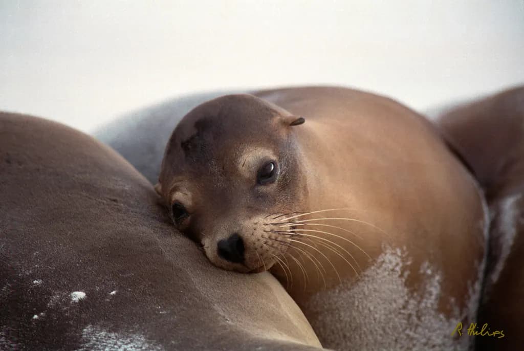 Sealion Pup