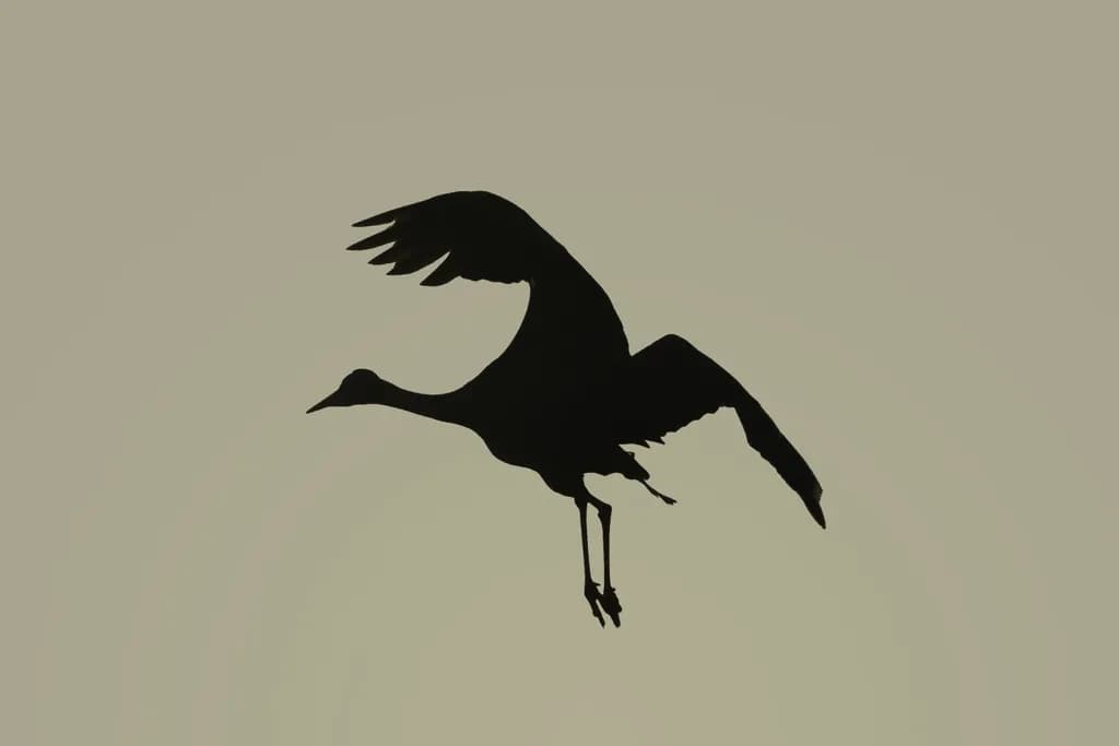 Silent Flight: A Sandhill Crane at Dusk