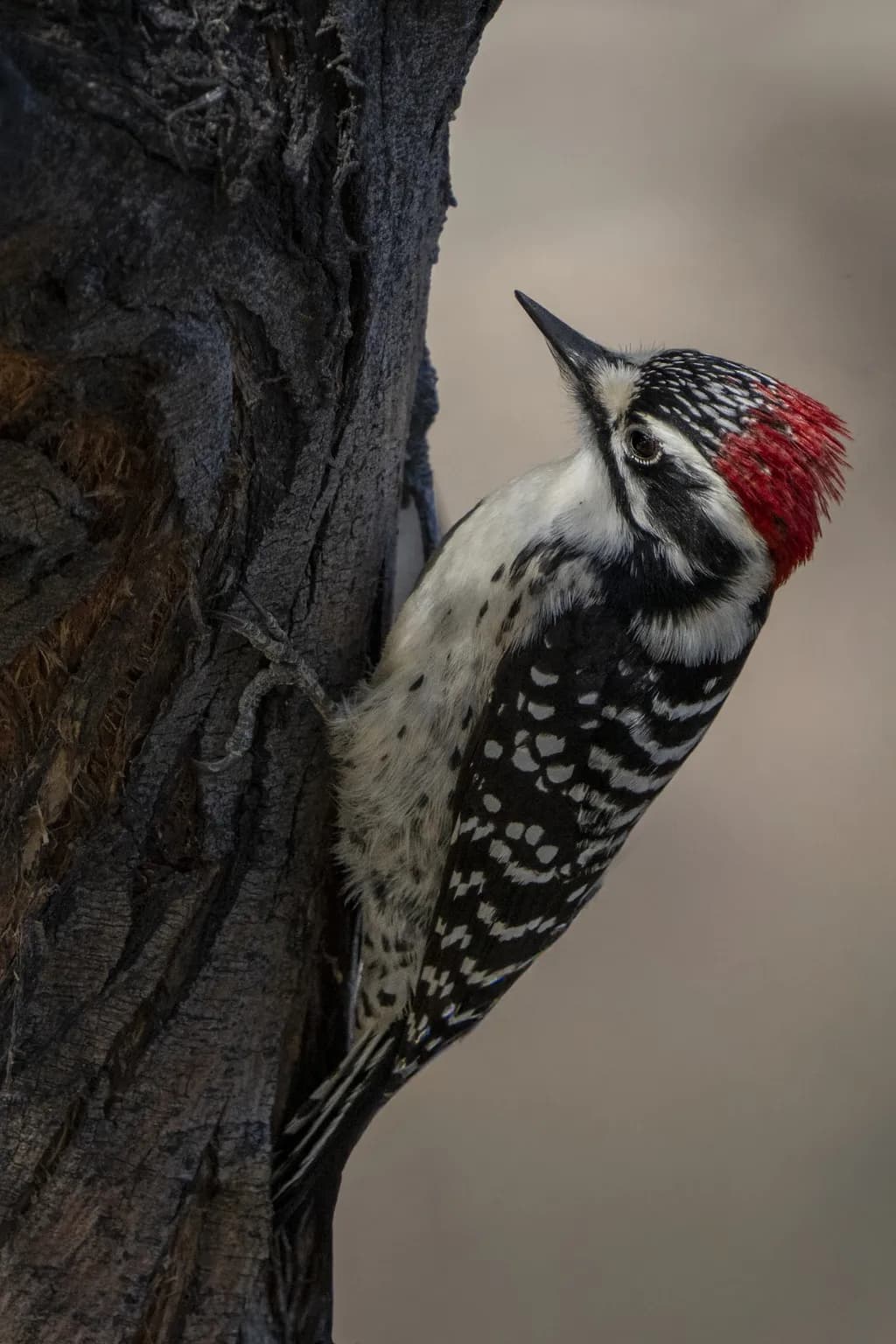 Nuttall's Woodpecker