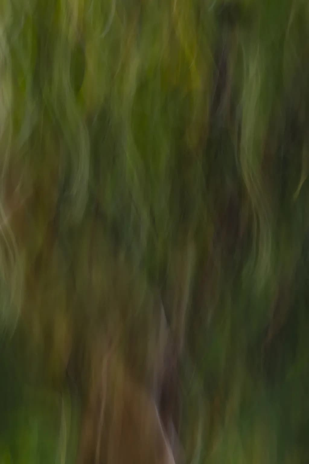 Abstract: The Madrona Tree