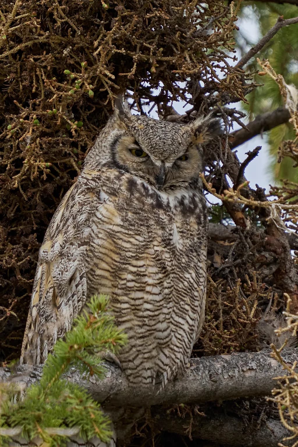 Great-horned Owl: My Name Can't Be Mama Today