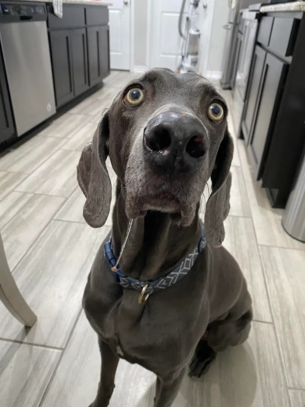 Roxy's Curious Gaze