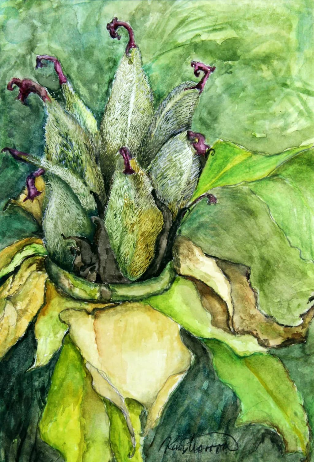 Chinese Peony Seedpod