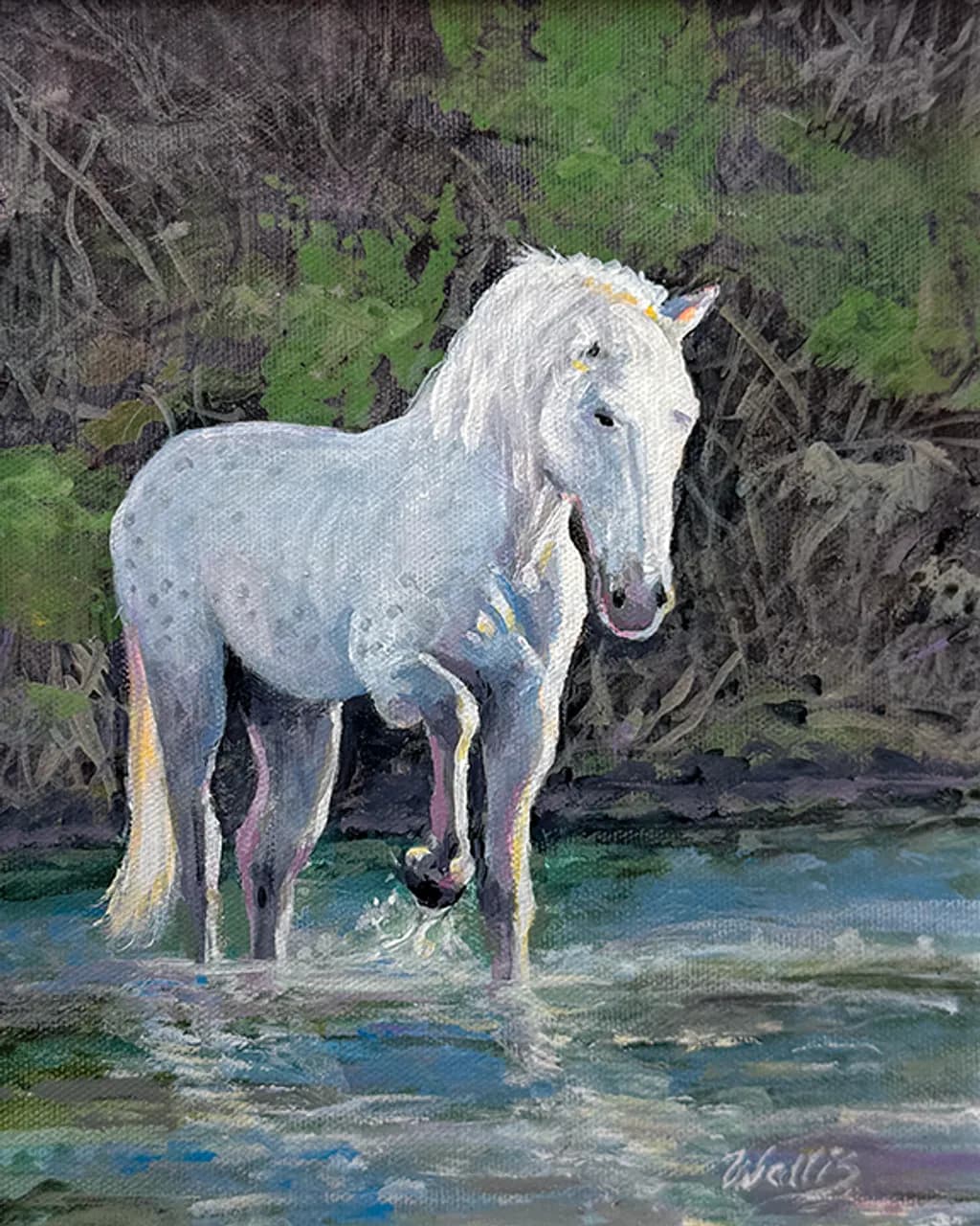 Salt River Wild Mustang Mare