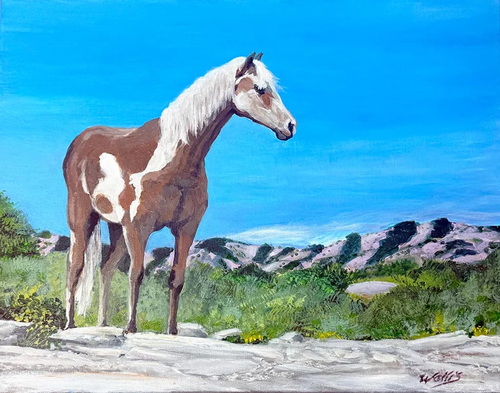 Tonto National ForestYOUng Wild Mustang Stallion
