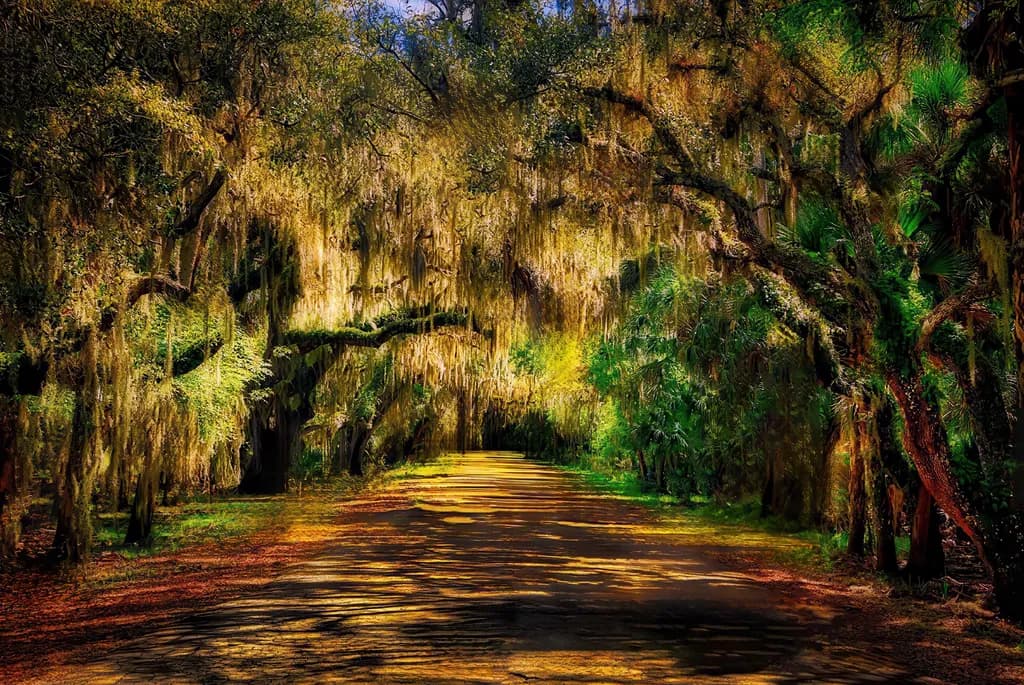 Mossy Pathway