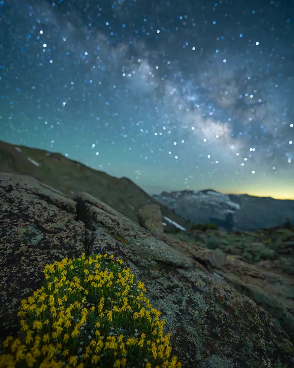 Whispers of the Night Sky: A Blooming Connection Between Earth and Stars