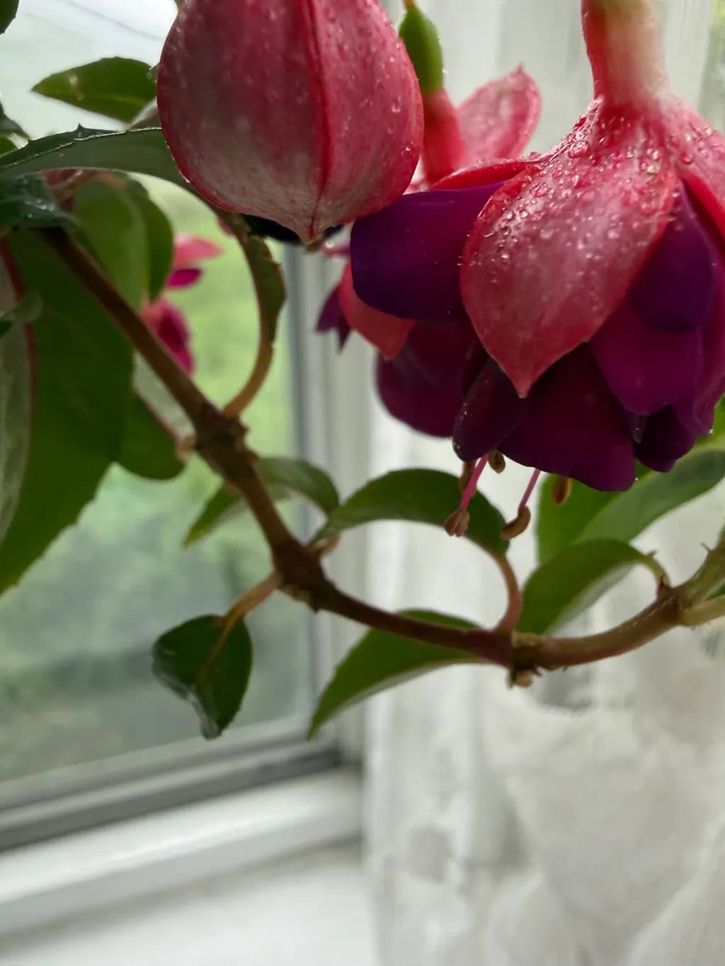 Dewy Flower Closeup