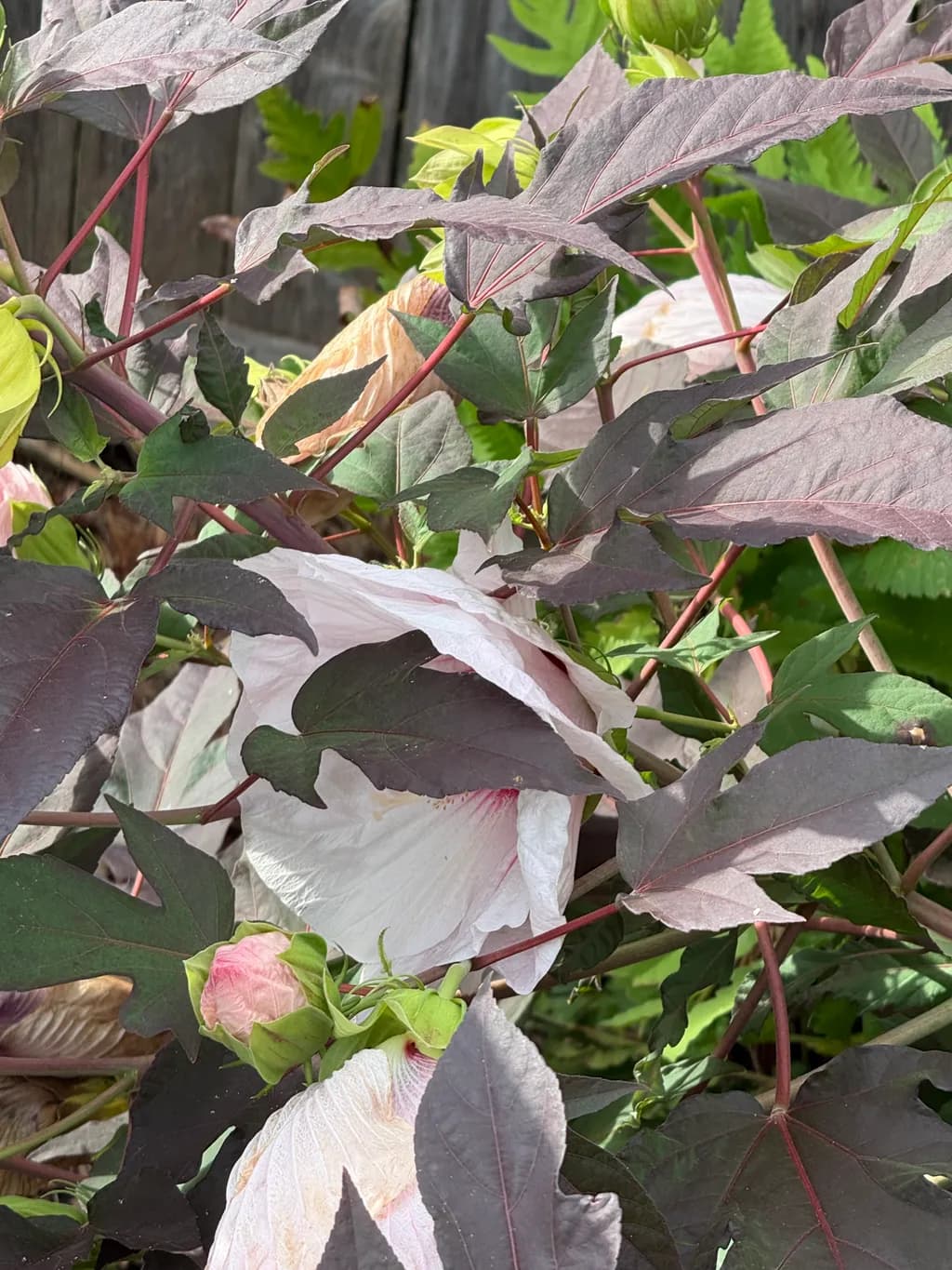 Cotton Plant Bloom