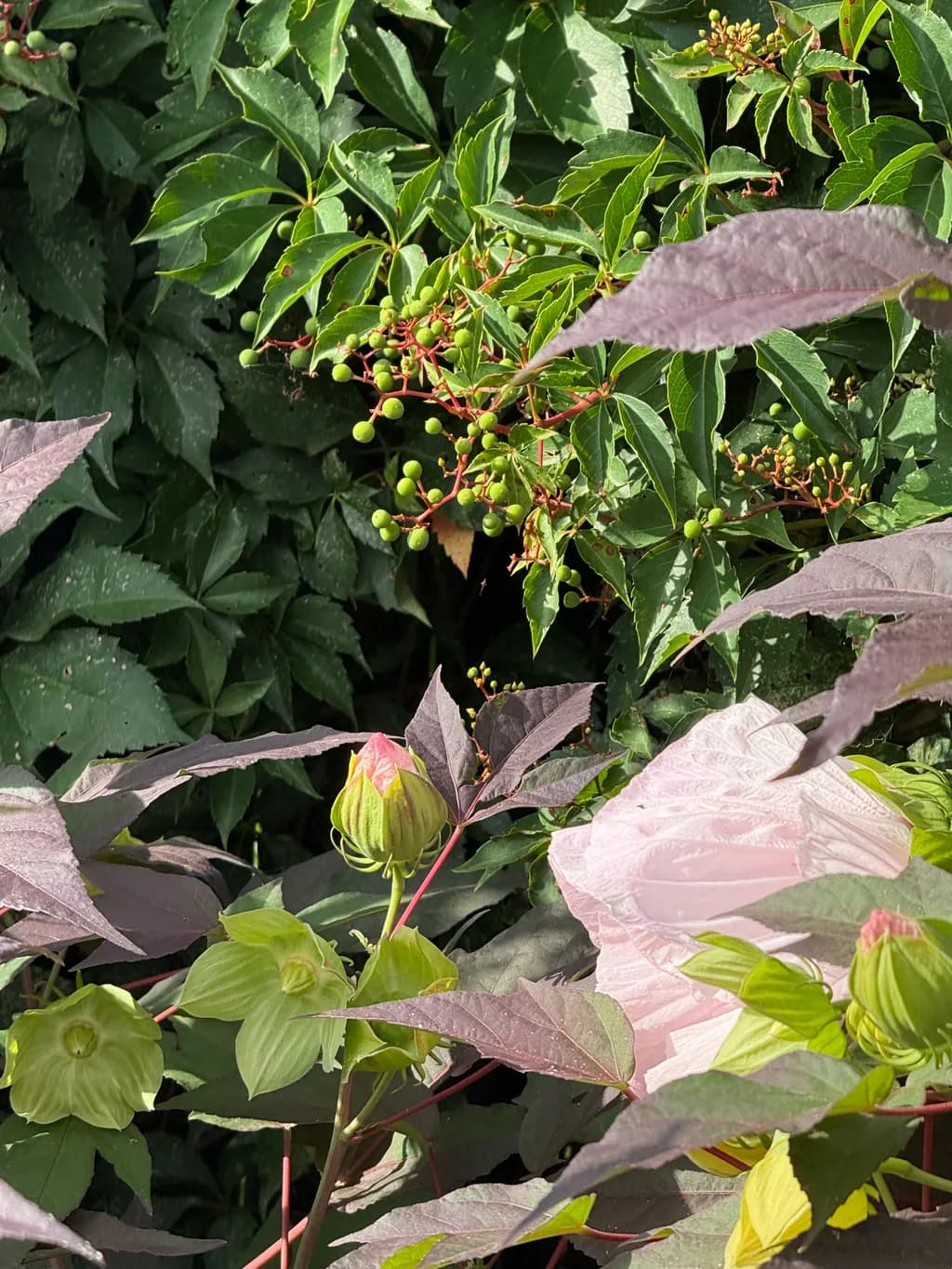 Green Leaves and Buds