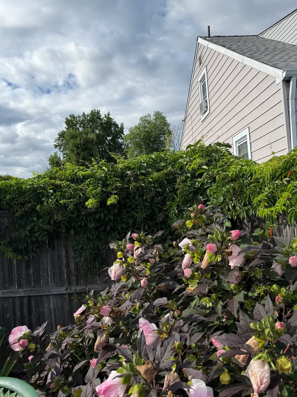 Pink Hibiscus Garden
