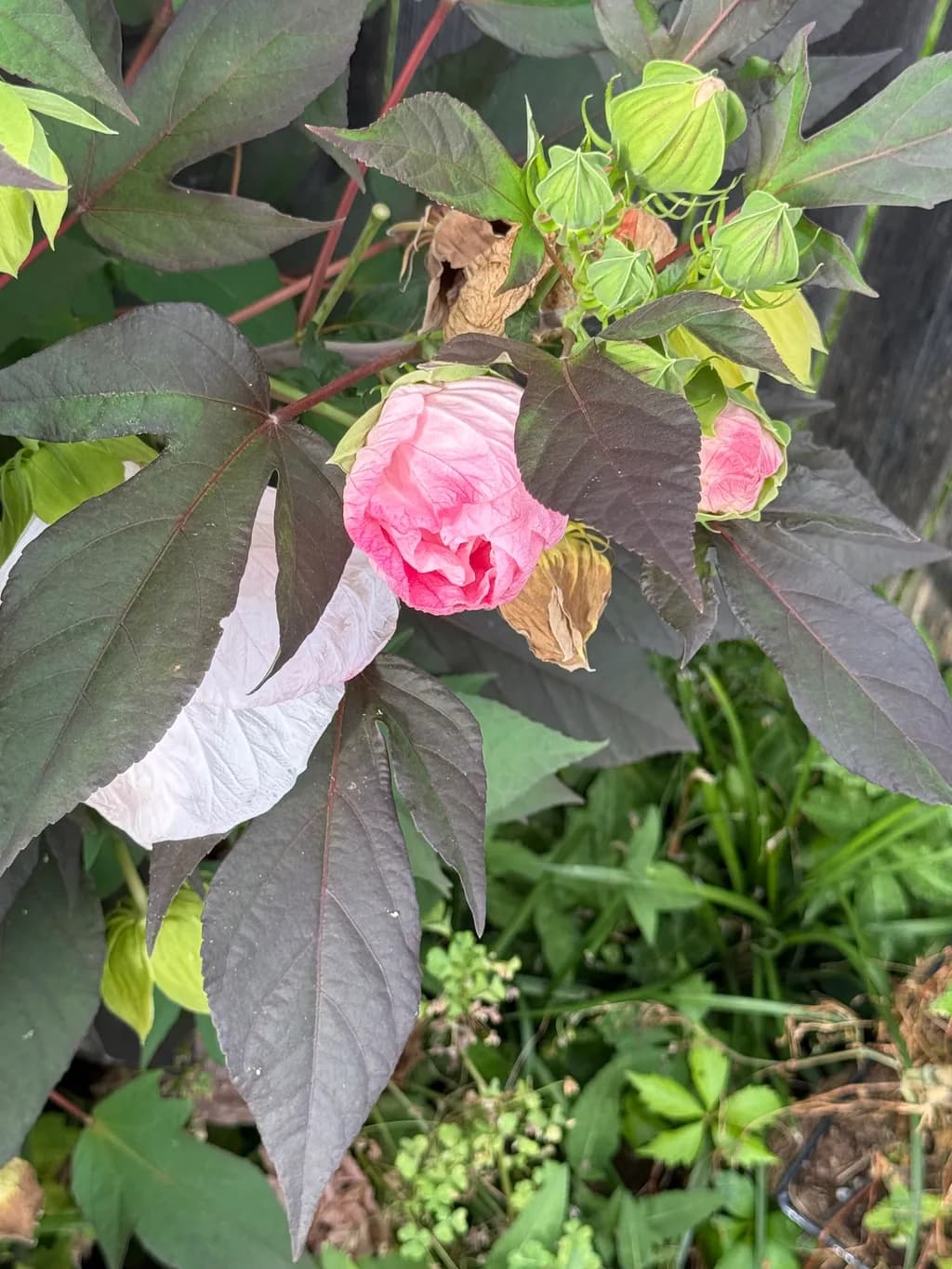 Cotton Rose Bloom