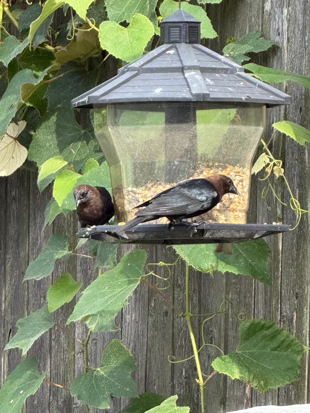 Birds on Feeder