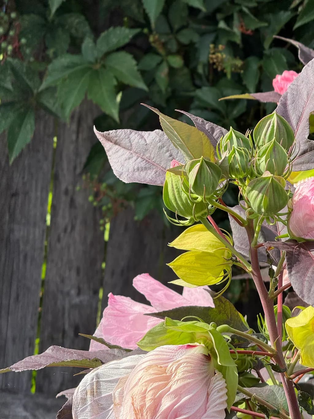 Sunlit Hibiscus Bloom