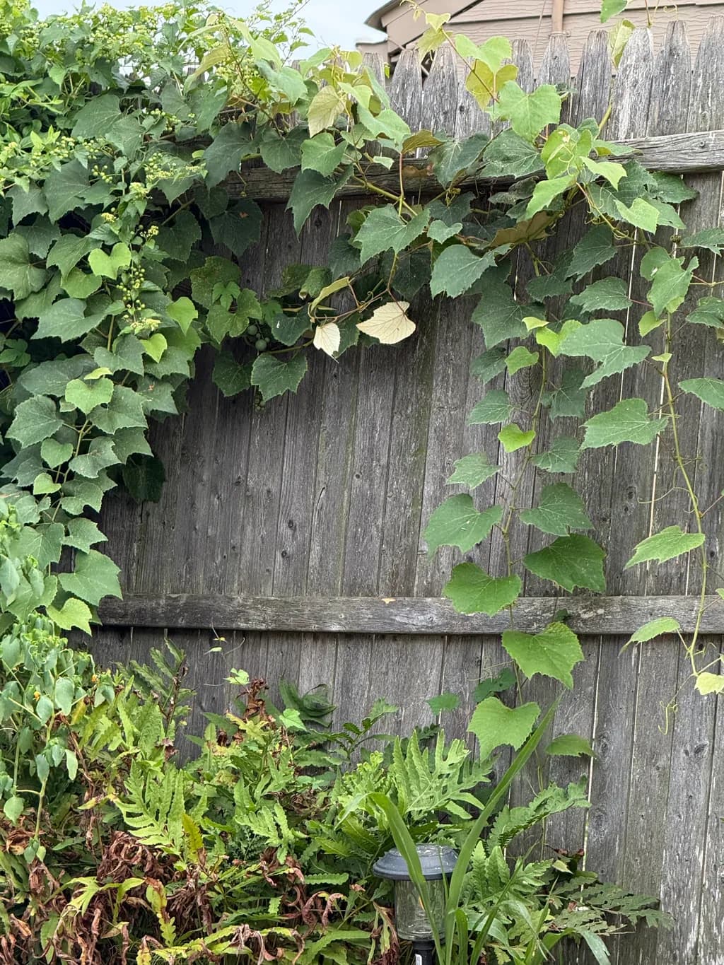 Garden Fence Vines