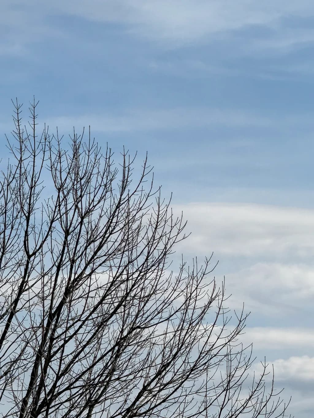Winter Branches