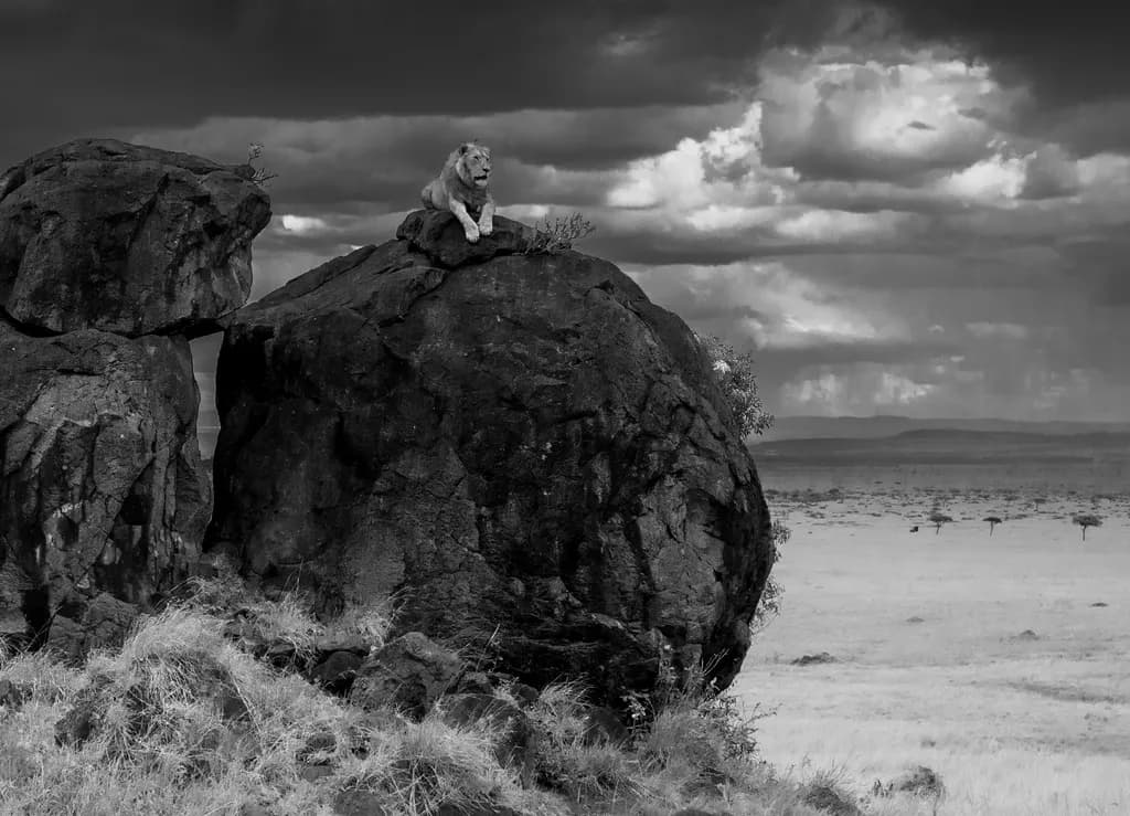 Lion on Savannah Rock