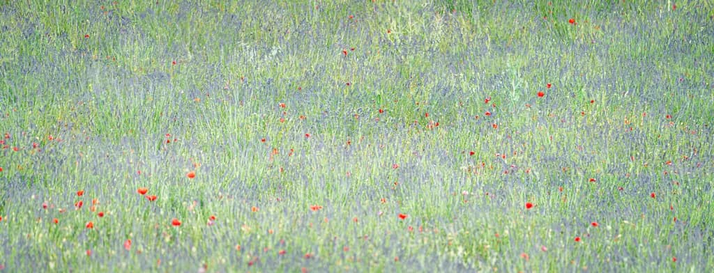 Lavender Meadow
