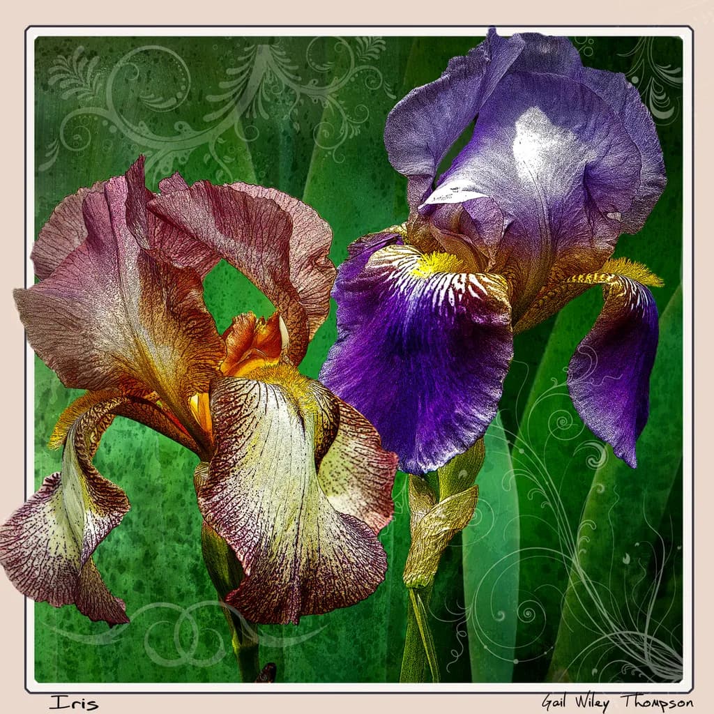 Iris Duo