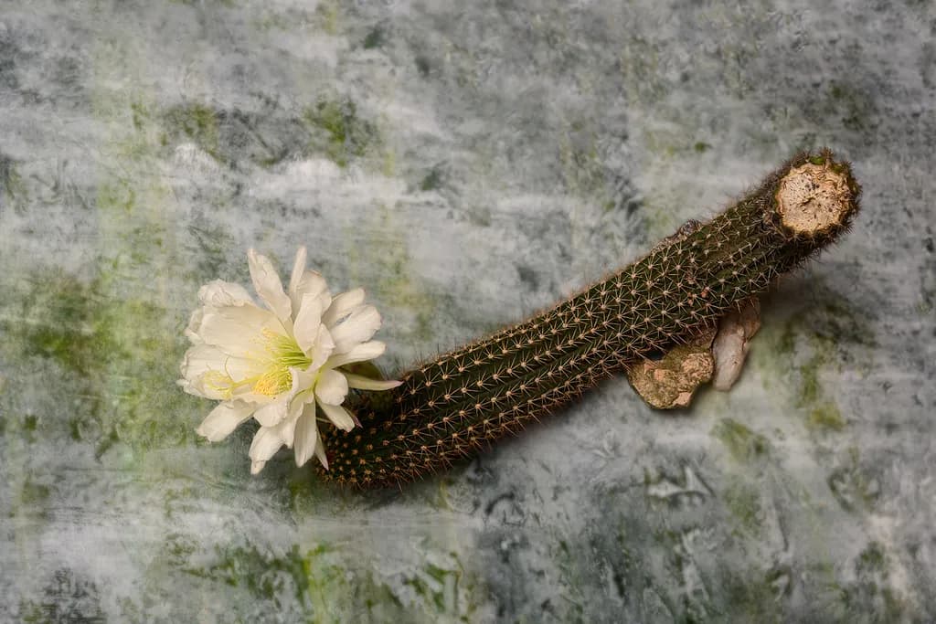 Resilient Beauty