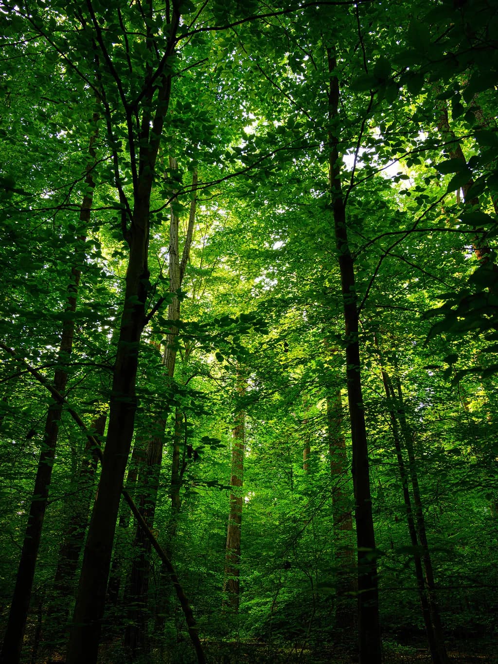 Chilling in the Woods