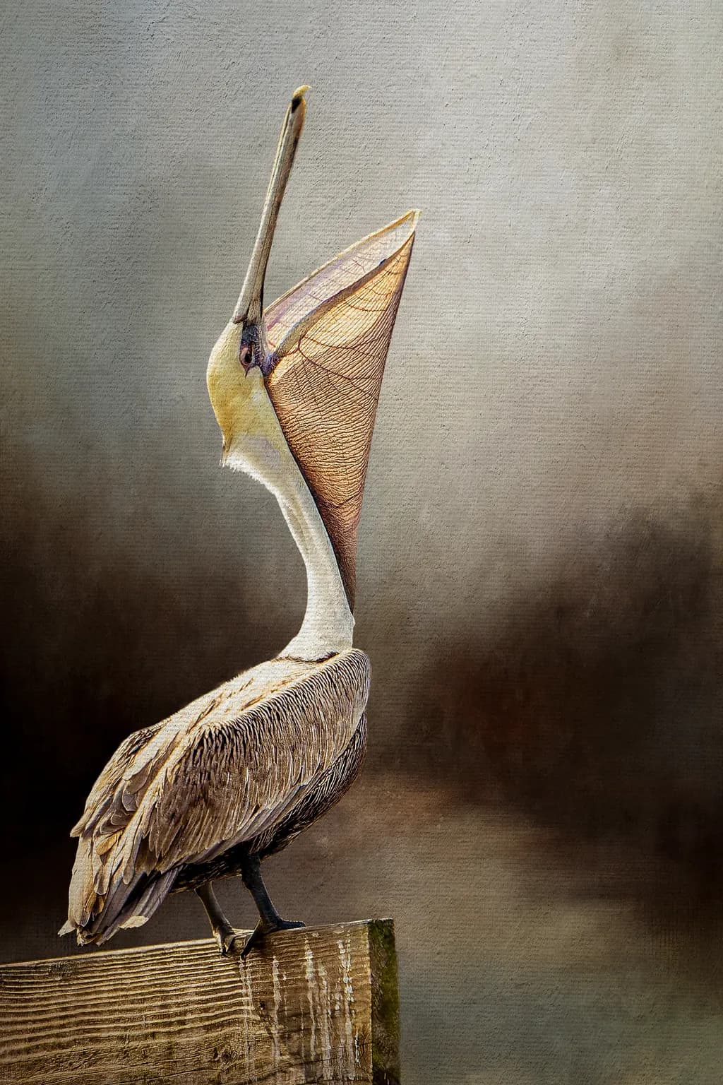 Yawning Pelican