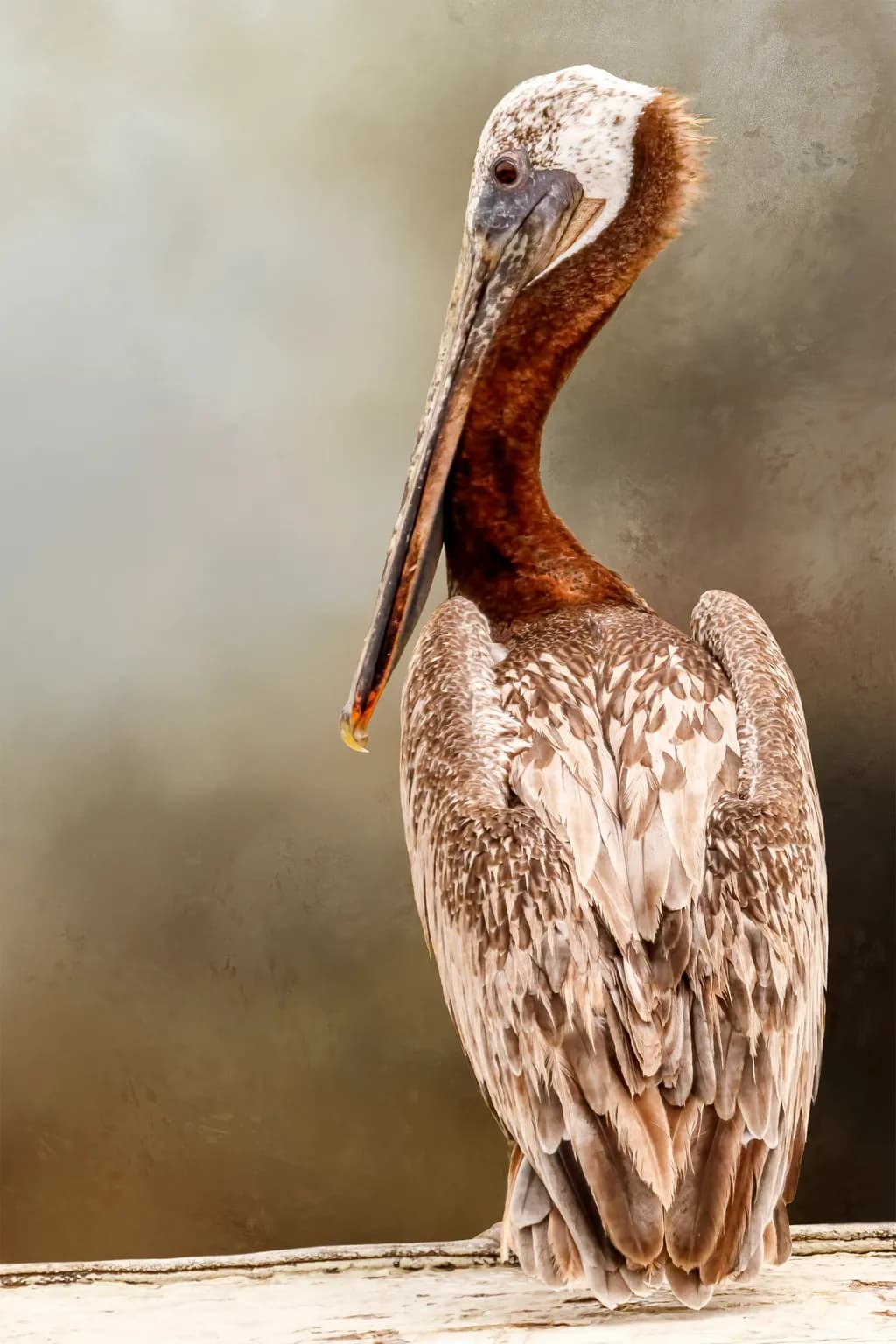 Pelican Perspective